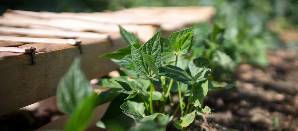 What to Do in the Garden at the End of May?
