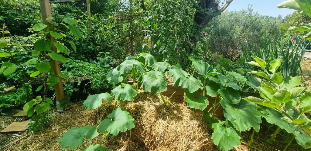 Drought and Heatwave in the Vegetable Garden: Our Tips | Terra Potager