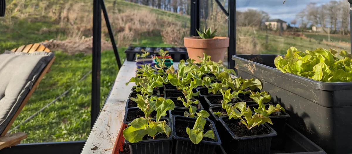 February Seedlings in the Vegetable Garden | Terra Potager