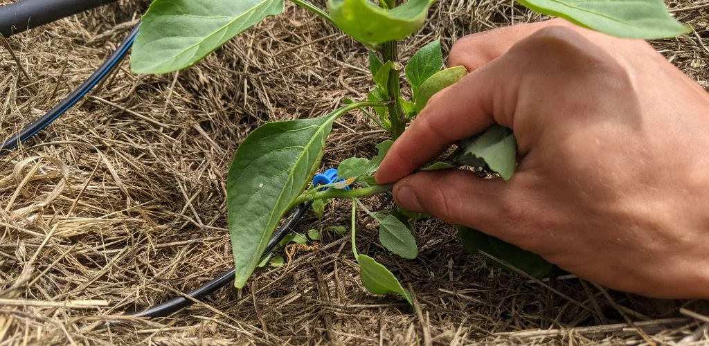 Weeding in the Vegetable Garden: Our Methods | Terra Potager