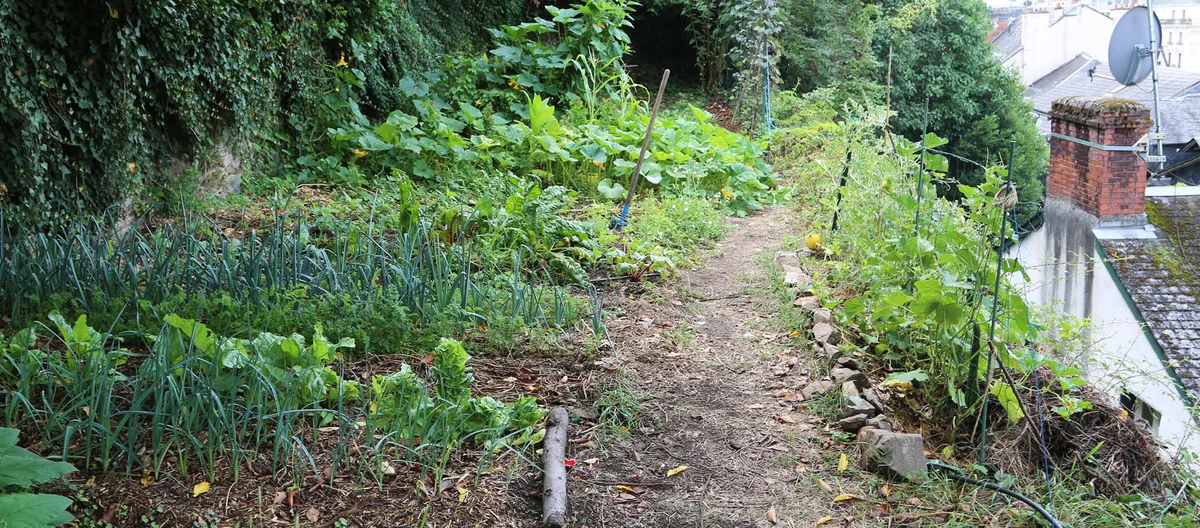Starting a Vegetable Garden | Terra Potager