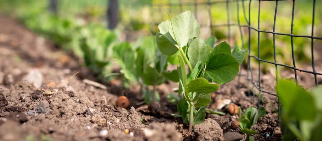 In the Vegetable Garden at the End of March, Beginning of April | Terra Potager