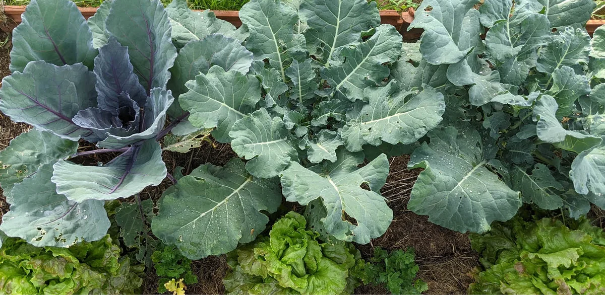 What to Do in the Garden Mid-June? | Terra Potager