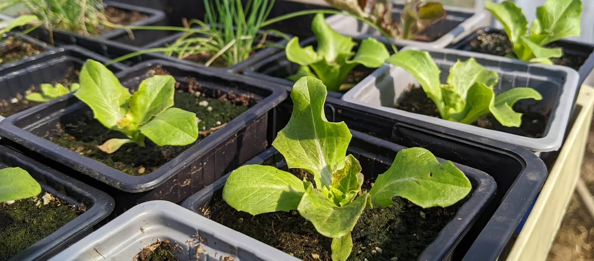 March Seedlings in the Vegetable Garden | Terra Potager