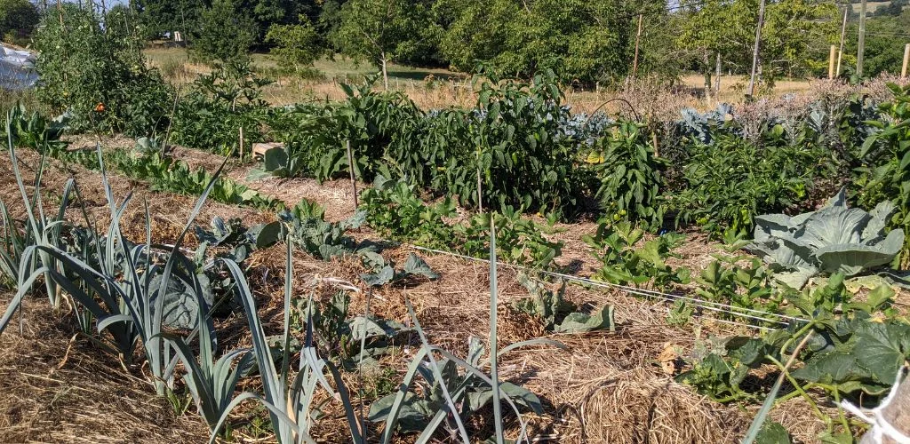 Heatwave in the Vegetable Garden: How to Cool Your Garden?